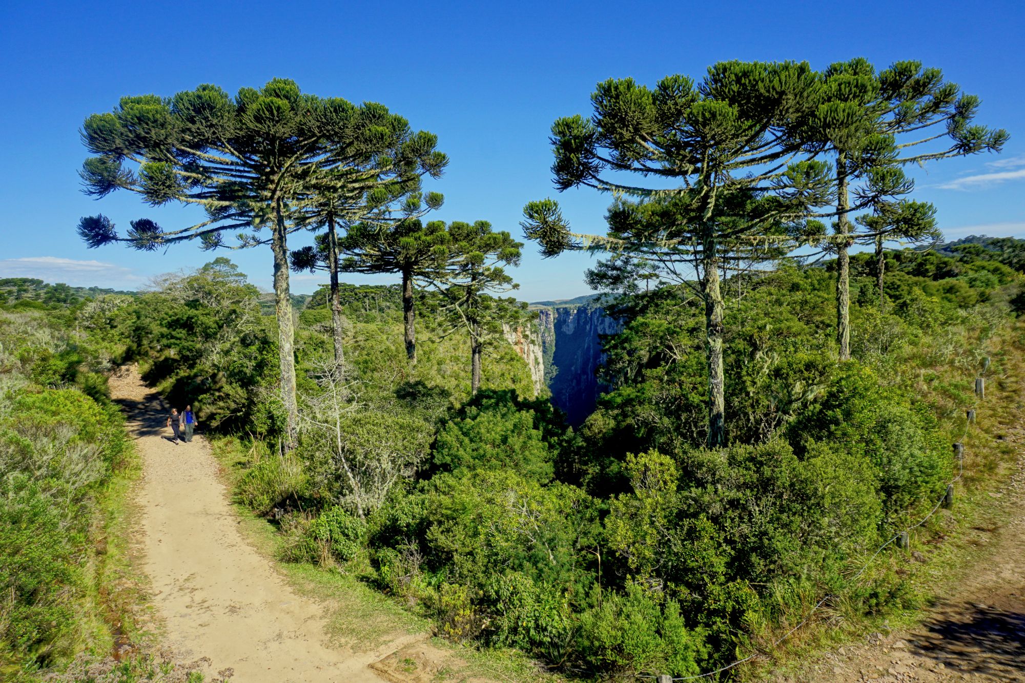 Araucária, símbolo do Paraná